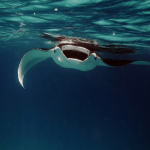 Scuba Diving Earth - snorkel or scuba dive with Manta Rays