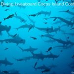 Scuba Diving Liveaboard Cocos Island Costa Rica (Diving with Hammerheads) Scuba Diving Liveaboard Cocos Island Costa Rica