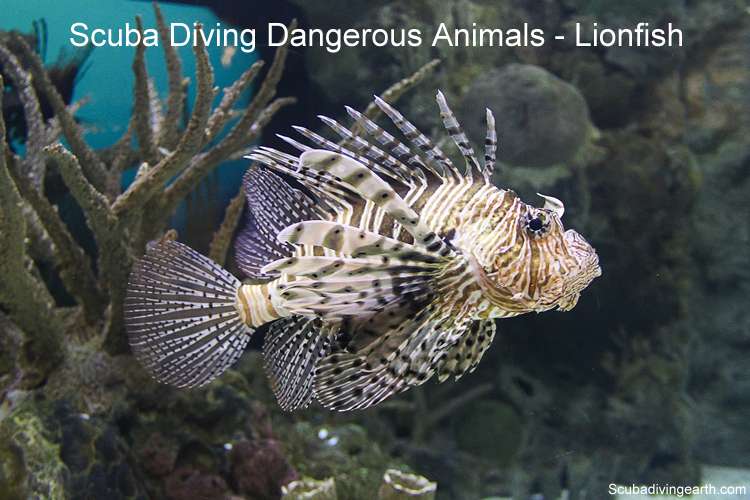Dangerous Fish In Sharm El Sheikh