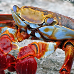 5 Best Budget Liveaboard for Galapagos Islands small