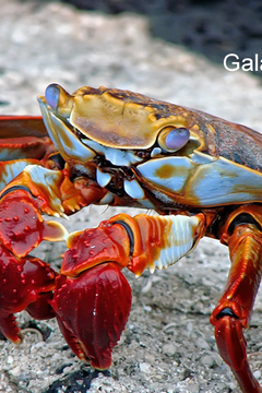 5 Best Budget Dive Liveaboards Galapagos Islands (Affordable Diving)