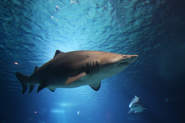 Are There Any Sharks In Myrtle Beach: 9 Common Sharks