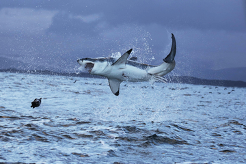 Are There Great White Sharks In Pensacola?