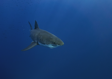 Are There Great White Sharks In The Caribbean & The Gulf of Mexico?