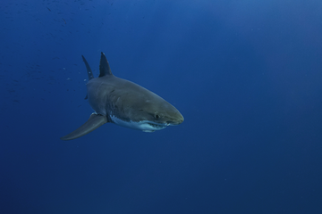 Are There Great White Sharks In The Great Barrier Reef?
