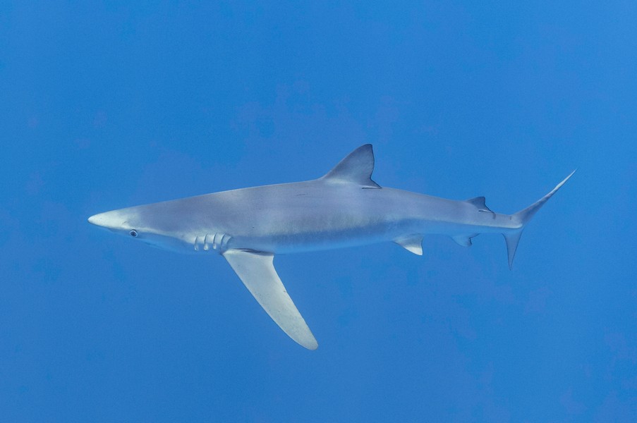 Liveaboard Diving Europe