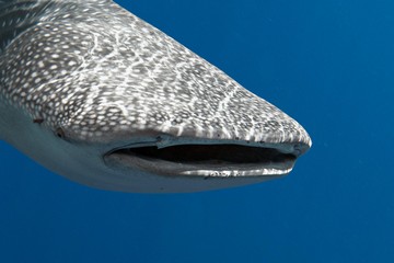 Are There Sharks in Egypt and the Red Sea?