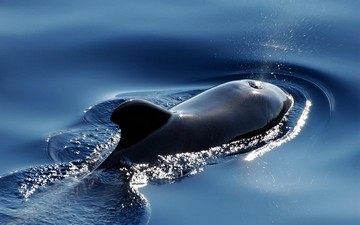 Are There Whales In Belize?