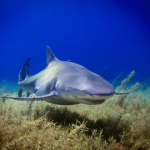 Are Bull Sharks Aggressive: Do They Attack People On Purpose? Bull Shark - Best Dive Liveaboards For Diving With Bull Sharks small