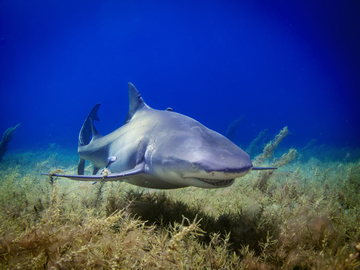 Best Dive Liveaboards For Diving With Bull Sharks