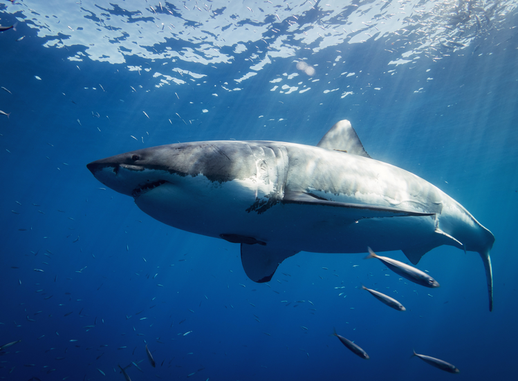 Are There Great White Sharks In Hawaii? (White Shark Diving)
