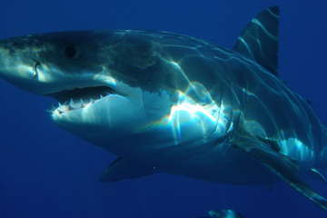 Are There Great White Sharks In The Maldives? (Is It Safe To Swim And Dive?)
