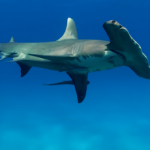 Are Hammerhead Sharks Aggressive: Do They Attack People? Great Hammerhead Shark - Are there hammerhead sharks in Florida small