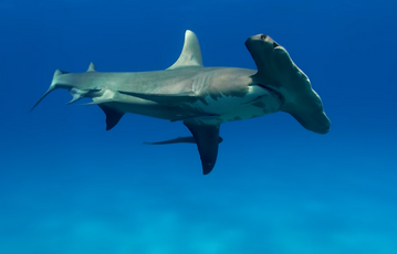 Are There Hammerhead Sharks In Florida: Where Do They Live?