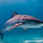 Are there tiger sharks in Maldives - Tiger shark liveaboards
