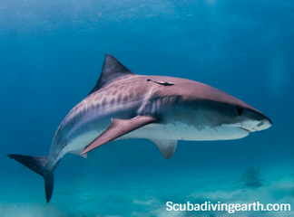Are There Tiger Sharks In The Maldives? (Tiger Shark Liveaboard Tours)