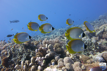 Australia Liveaboards For Single Divers (Great Barrier Reef For Single Divers)