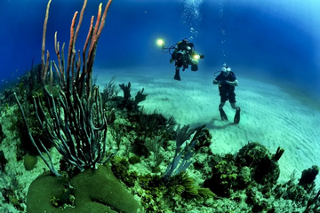 BSAC vs NAUI (Which diving certification is better BSAC or NAUI?)