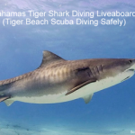 Bahamas Tiger Shark Diving Liveaboard (Tiger Beach Scuba Diving Safety) Bahamas Tiger Shark Diving Liveaboard -Tiger Beach Scuba Diving Safely small