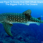 Best Place To Scuba Dive With Whale Sharks - The Biggest Fish In The Oceans small