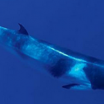 Best Place To Swim Snorkel Or Dive With Dwarf Minke Whales small
