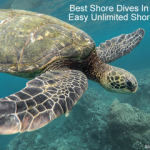 Best Shore Dives In Bonaire (Easy unlimited shore diving Bonaire) Best Shore Dives In Bonaire - Easy unlimited shore diving Bonaire small