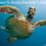 8 Best Places To Scuba Dive With Turtles ( Top Dive Sites To See Turtles) Best place to scuba dive with turtles small