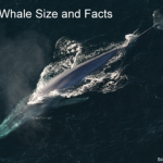 Blue Whale Size and Facts small