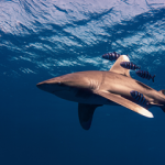 Brothers Shark Attack: Oceanic Whitetip Shark Attacks Diver Brothers Shark Attack - Oceanic Whitetip Shark Attacks Diver small