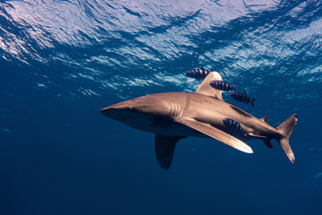 Brothers Shark Attack: Oceanic Whitetip Shark Attacks Diver