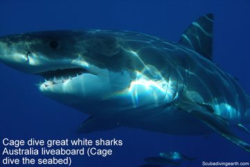 Cage Dive Great White Sharks Australia Liveaboard (Seabed Cage Diving)