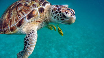 Can Non Swimmers Do Scuba Diving In Maldives: Safe Sub Aqua