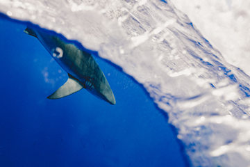 Can You Scuba Dive In The Galapagos Islands?