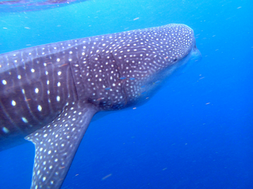 Can You Swim With Whale Sharks In The Galapagos Islands?