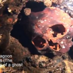 Chuuk Lagoon Skeletons (The Skeletons Of A Ghost Fleet) Chuuk Lagoon skeletons - The skeletons of a ghost fleet small