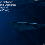 Difference Between Pelagic And Demersal Fish (Pelagic & Demersal Zone) Difference Between Pelagic and Demersal Fish - Pelagic and Demersal Zone small