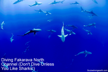 Scuba Diving Fakarava North Pass (Don’t Dive Unless You Like Sharks!)
