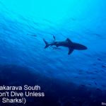 Diving Fakarava South Pass - Don't Dive Unless You Like Sharks small