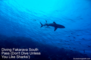 Scuba Diving Fakarava South Pass (Don’t Dive Unless You Like Sharks!)
