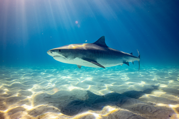Do Tiger Sharks Like To Be Petted Like a Dog? (Are Tiger Sharks Friendly)