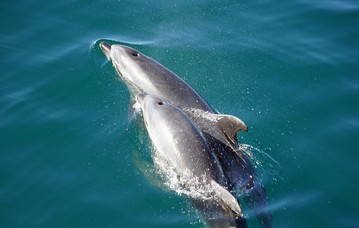 Whales and Marine Mammals Found in Indonesia