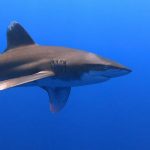 Dangerous Fish In The Red Sea Dangerous Fish In The Red Sea