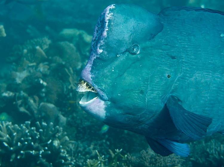 Is diving in Bonaire better than Curacao