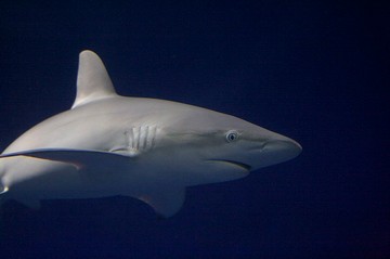 Do Sharks in The Galapagos Islands Attack People?