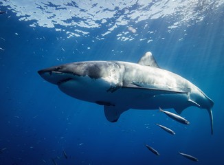 Are There Sharks In Long Island & Long Island Sound?