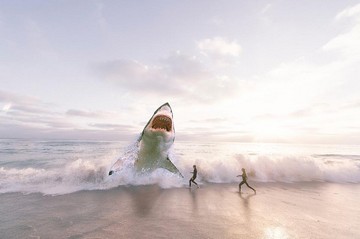 Are There Great White Sharks In Cape Cod?