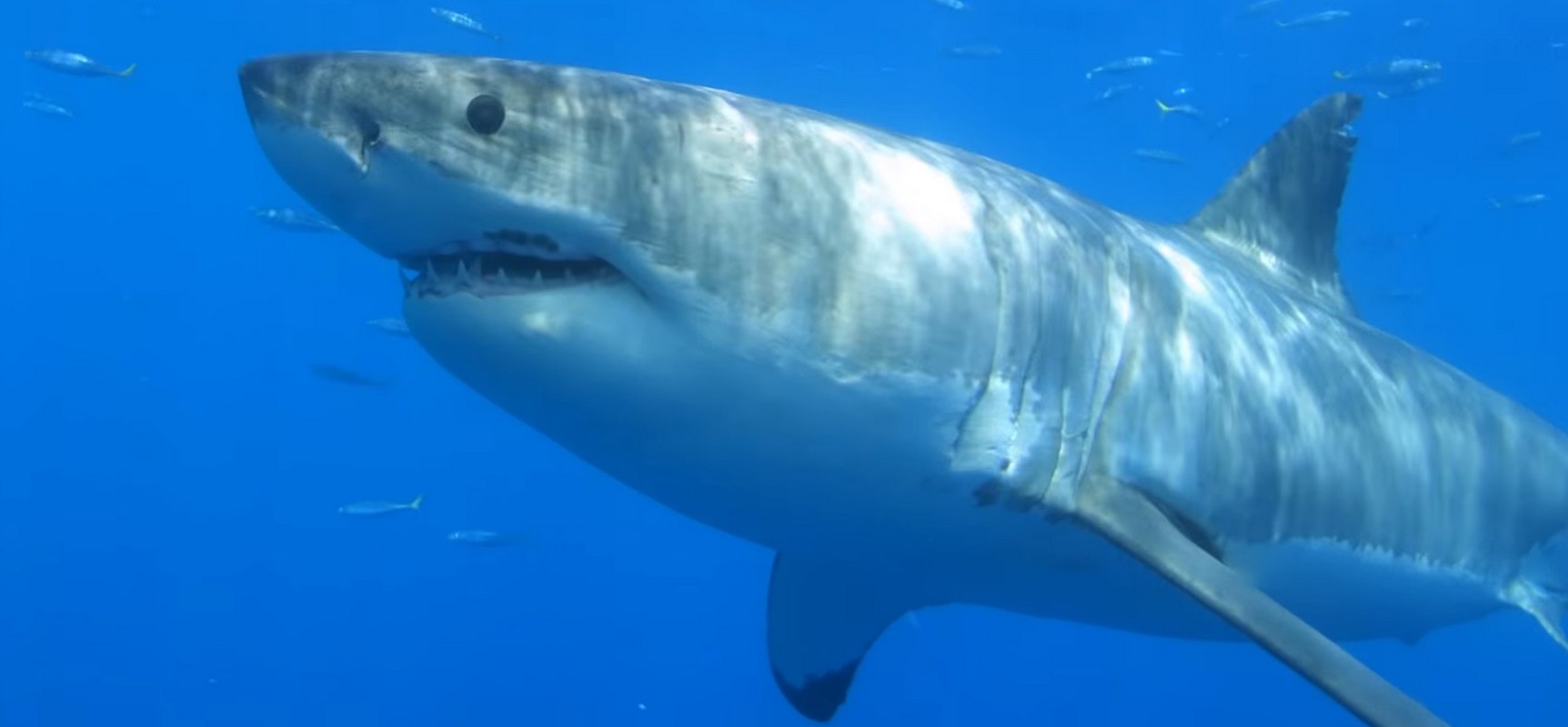 Shark Triangle California (Red Triangle Great White Sharks)