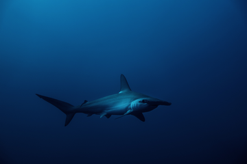 How Many Logged Dives Do You Need At Least To Dive In Galapagos?