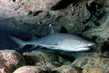 How Many Species Of Sharks Are There In The Great Barrier Reef?