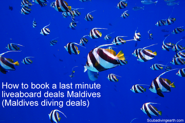 How To Book Last Minute Maldives Liveaboard Deals (Maldives Diving Deals)